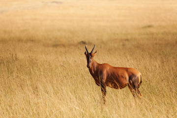Naklejka na ściany i meble Topi standing in dried grass of Kenyan savannah