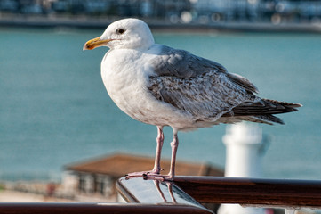seagul