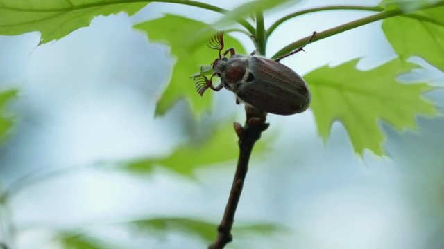 Adult Cockchafer (Melolontha melolontha)in spring eating the green oak leaf 4k