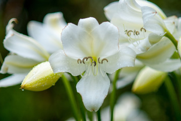 amaryllis belladonna