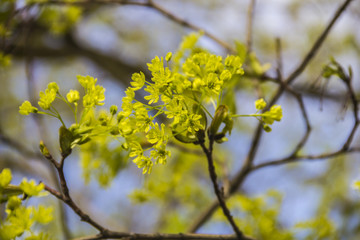 Spring blossoming of the norway maple tree, Acer platanoides, close up shot against blurry branches and sky background