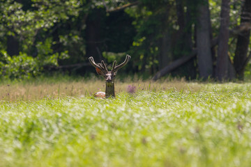 Jeleń  © Marcin Zakrzewski