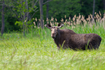Łoś  © Marcin Zakrzewski