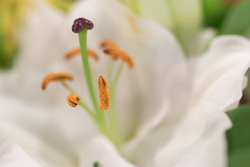 Lilie © waechter-media.de