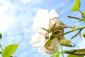 Fotobehang de roos New dawn bloeit in de stadstuin in de zomer © henkbouwers