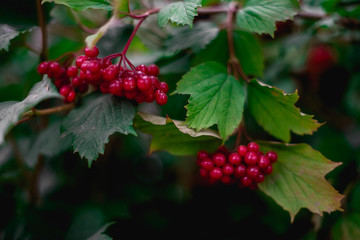 branch of red viburnum in the garden