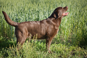 A brown labrador dog in the nature