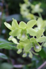 Obraz na płótnie Canvas Green Dendrobium Orchid Flowers