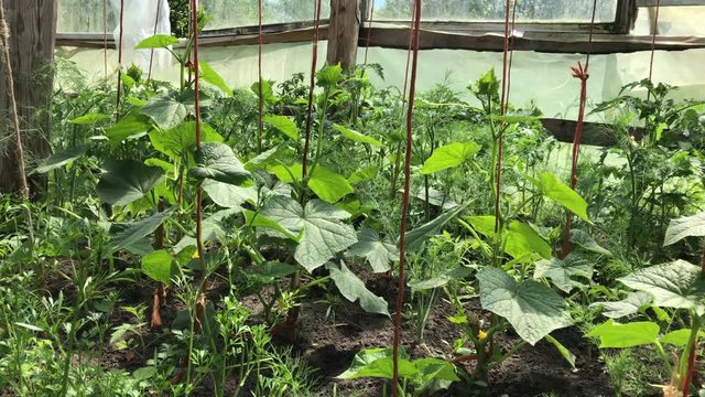 Rural life. Cultivation of vegetables in a greenhouse, covered with polyethylene film. Seedlings of tomatoes and cucumbers, growing in the heat. Video shot on the iPhone 7 Plus
