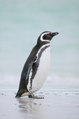 Fototapeta premium Magellanic Penguin (Spheniscus magellanicus)