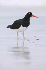 Magellanic Oystercatcher (Haematopus leucopodus)