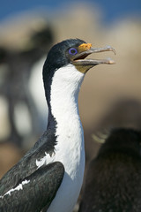 King cormorant (Phalacorcorax atriceps)