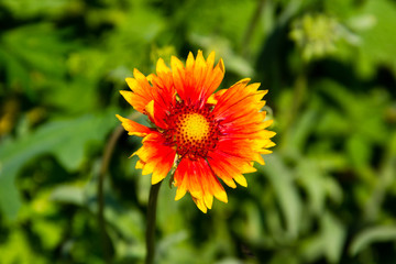 Gaillardia (Blanket Flower) on meadow