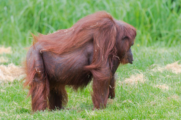     Orangutan, dominating male standing on the grass 