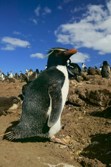 Rockhopper penguin (Eudyptes chrysocome) at a busy colony