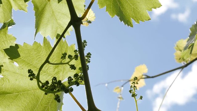Young grapevines plant against blue sky slow motion 1080p FullHD footage - Cultivated green Vitis with fruit slow-mo close-up 1920X100 HD video