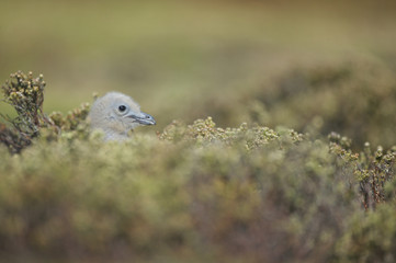 Brown Skua (Catharacta antarctica)