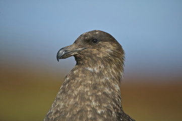 Brown Skua (Catharacta antarctica)