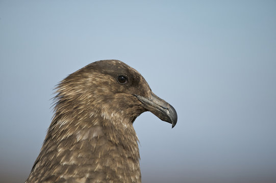 Brown Skua (Catharacta antarctica)