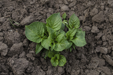 Growing young potatoes in the garden
