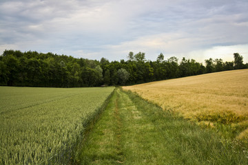 Feldweg / Trampelpfad zwischen zwei Feldern mit Wald im Hintergrund