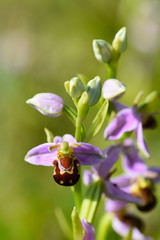 Bee orchid flowers - Ophrys apifera - blooming on a grassy meadow in early summer