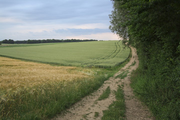 Waldweg neben einem Weizenfeld