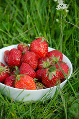 Strawberries in the field