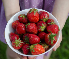 Strawberries in the field