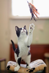 Black-and-white cat plays with a toy.