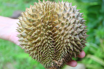 Naklejka na ściany i meble Close-up of mini size heart shape Durian fruit, Thailand 