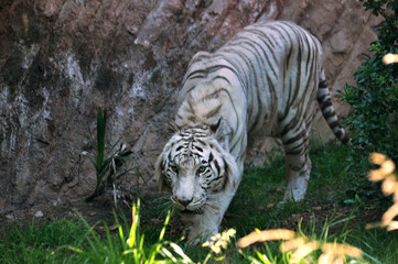 white tiger , a pigmentation variant of the Bengal tiger