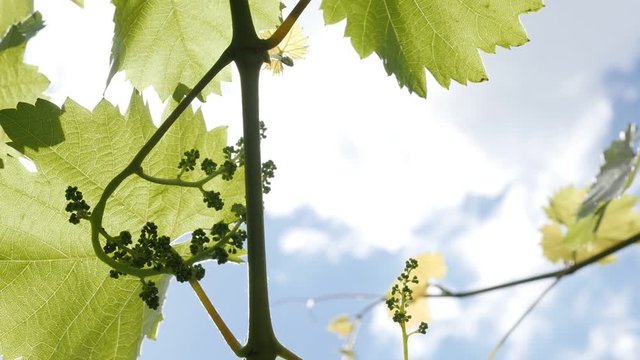 Slow motion of young grapevines plant with fruit close-up 1080p FullHD footage - Green Vitis against blue sky slow-mo 1920X1080 HD video