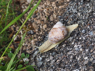 schnecken auf dem weg 