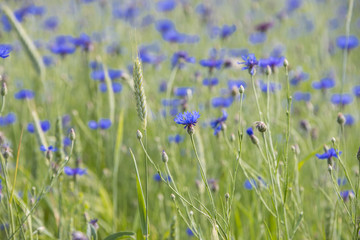 cornflower