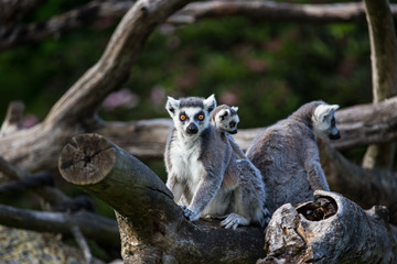 Obraz premium Tailed lemurs (Lemur catta) sitting on a branch