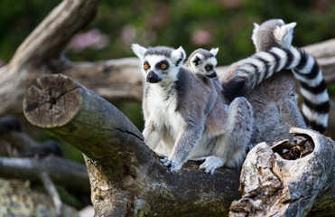 Tailed lemurs (Lemur catta) sitting on a branch