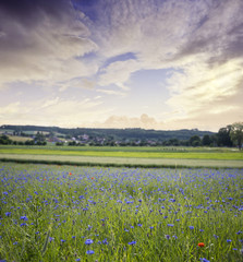 landscape with cornflower