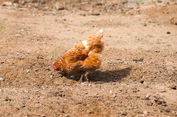 Free range chickens roam the yard