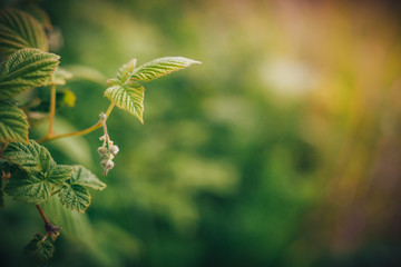 Raspberry leaves, warm green wallpaper