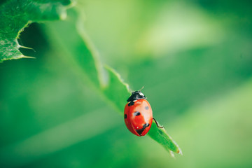 Ladybug on grass macro close up