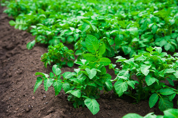 Potato plants field