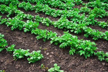 Potato plants field