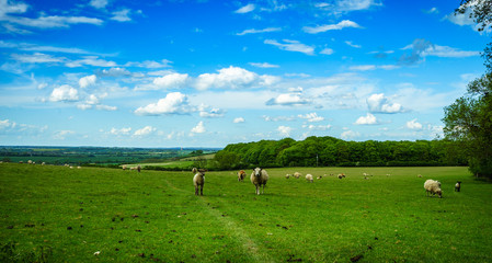 Panoramic view of landscape at sunny day. Green meadow and sheeps. © offcaania