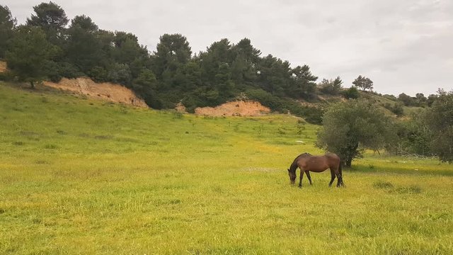 Brown horse eating hay and grass out in the nature.
