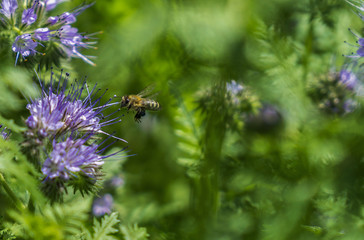 Honigbiene und Phacelia