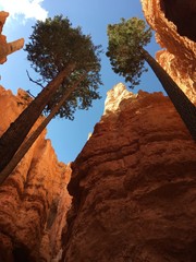 Towering Trees in Bryce Canyon