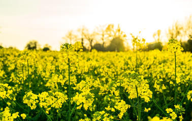 Obraz premium Beautiful landscape of bright yellow rapeseed in spring with blurry background. Rapeseed (Brassica napus) oil seed rape