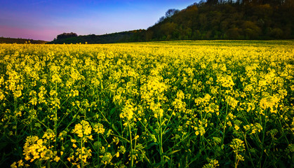 Beautiful landscape of bright yellow rapeseed in spring at sunset. Rapeseed (Brassica napus) oil seed rape
