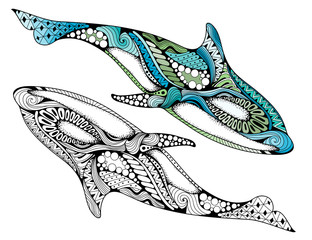 Ethnic animal doodle detail pattern - killer whale zentangle illustration. Hand drawn Orcinus orca isolated on white background for adult anti-stress coloring book pages © Meranna